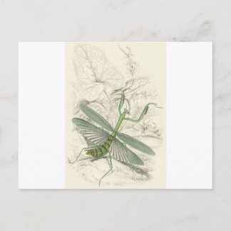 Mantis beten, Mantis Religiosa Postkarte