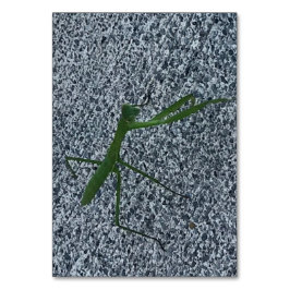 Mantis en prière marchant sur le trottoir, cartes