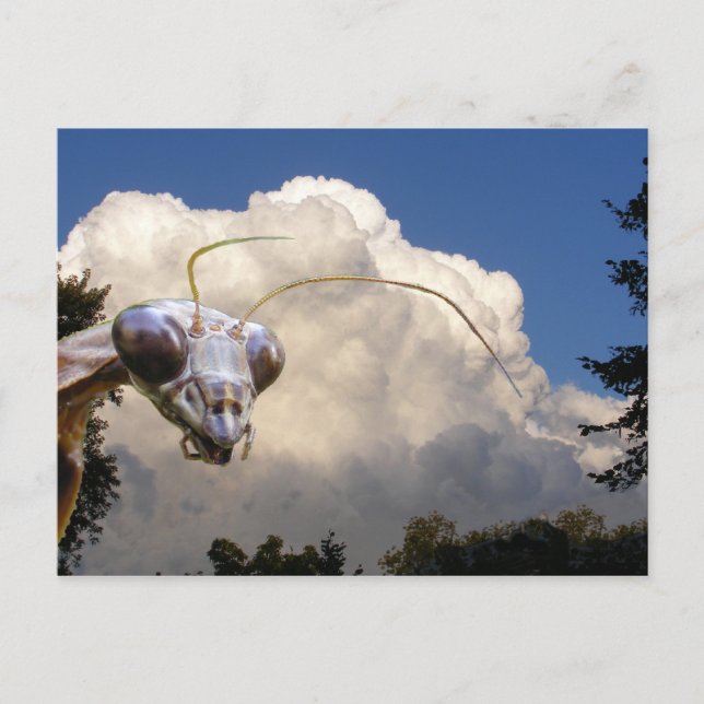 Mantis et Cloud ~ carte postale (Devant)