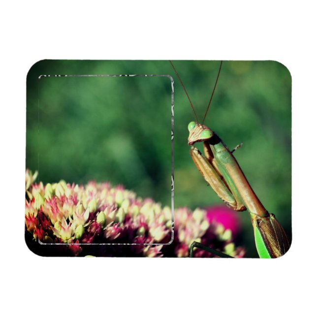 Mantis Frame beten Ihr eigenes Foto Magnet (Horizontal)