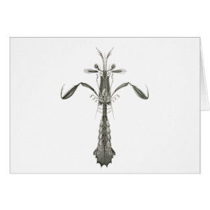 Mantis-Garnele