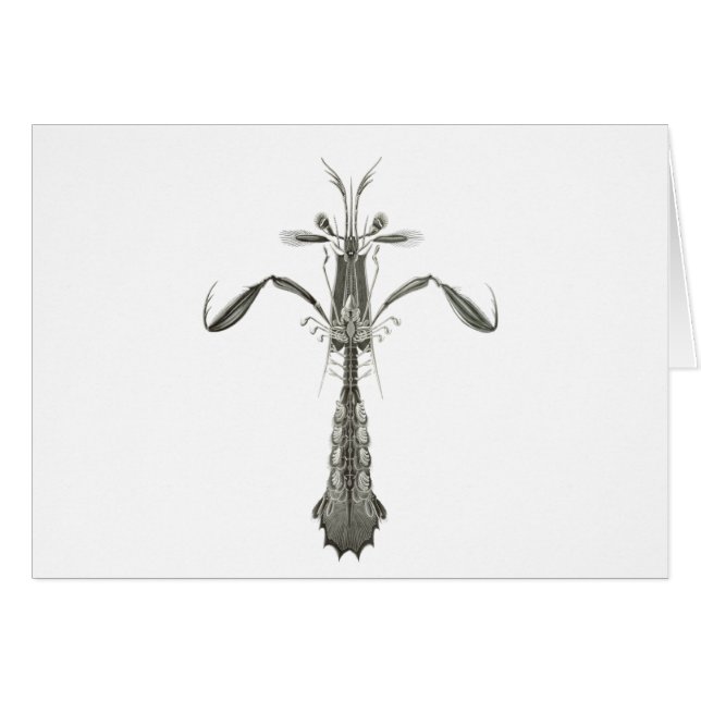 Mantis-Garnele (Vorderseite (Horizontal))