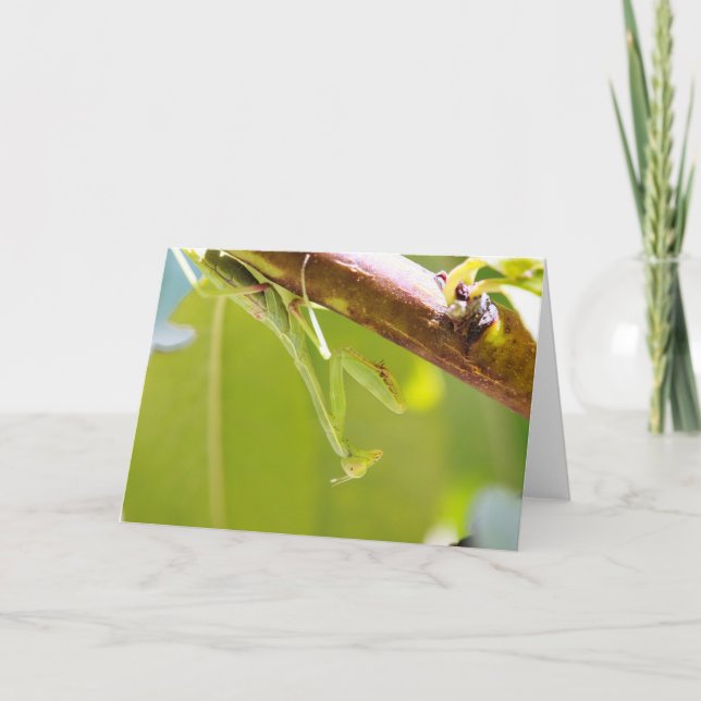 Mantis Grußkarte beten Karte (Vorderseite)