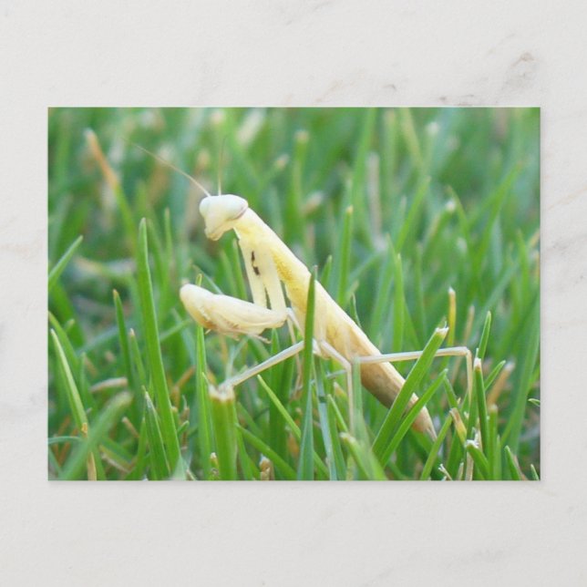 Mantis im Gras - Postkarte (Vorderseite)