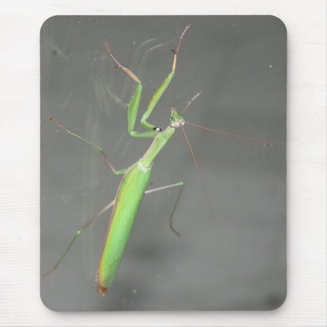 Mantis Mousepad Plus (Vorne)