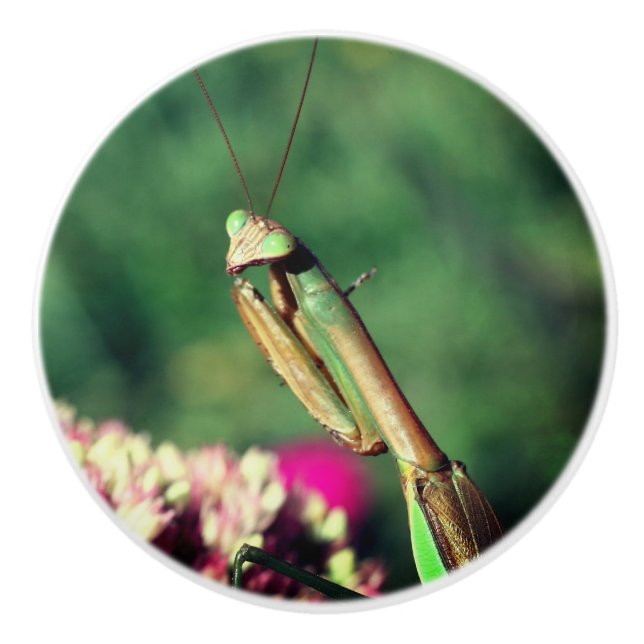 Mantis Nah beten Keramikknauf (Vorderseite)