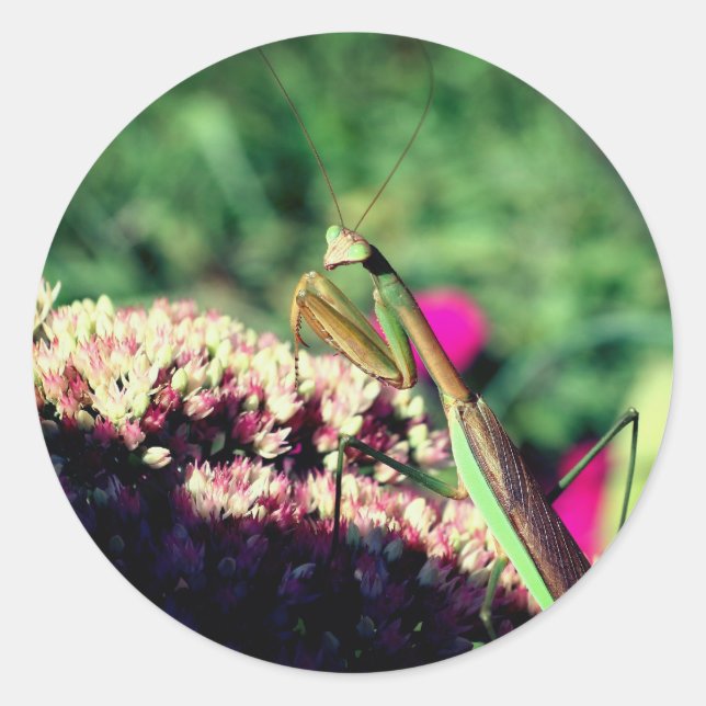 Mantis Nature beten  Runder Aufkleber (Vorderseite)