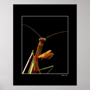 Mantis Poster
