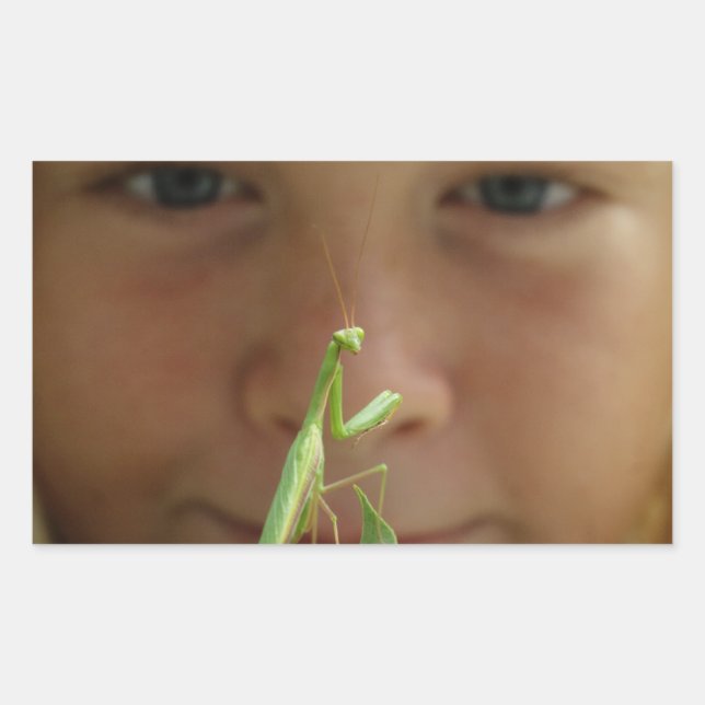 Mantis religiosa rechteckiger aufkleber (Vorderseite)