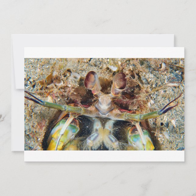 Mantis Shrimp (Vorderseite)