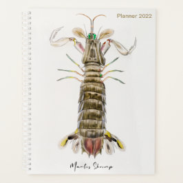 Mantis Shrimp, Stomatopod, James Ellsworth De Kay, Planer