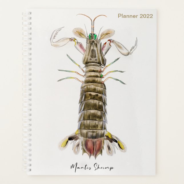 Mantis Shrimp, Stomatopod, James Ellsworth De Kay, Planer (Vorderseite)