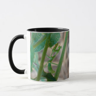 Mantis-Tasse beten Tasse