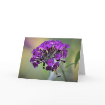 Mantis zum Prachen, Karte