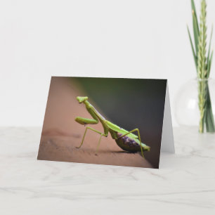 Mantis zum Prachen, Karte