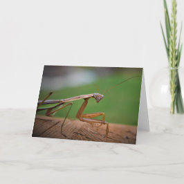 Mantis zum Prachen, Karte