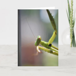Mantis zum Prachen, Karte