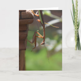 Mantis zum Prachen, Karte