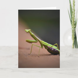 Mantis zum Prachen, Karte