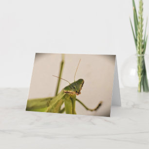 Mantis zum Prachen, Karte