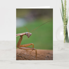 Mantis zum Prachen, Karte