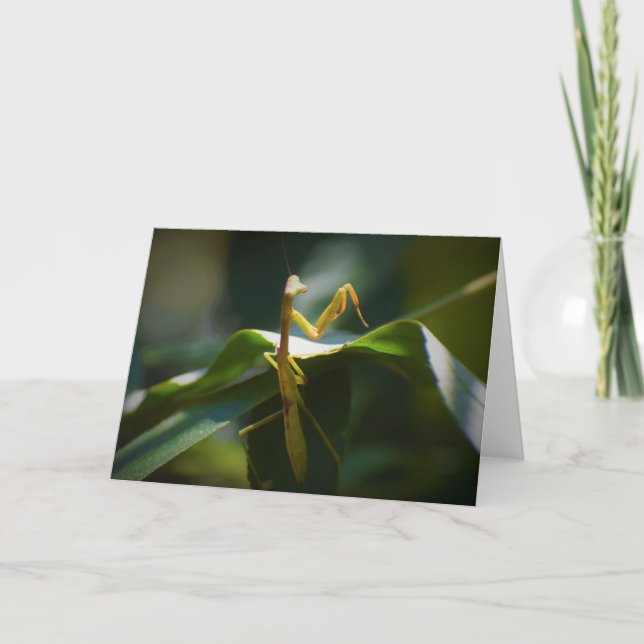 Mantis zum Prachen, Karte (Vorderseite)