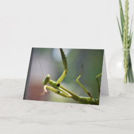 Mantis zum Prachen, Karte