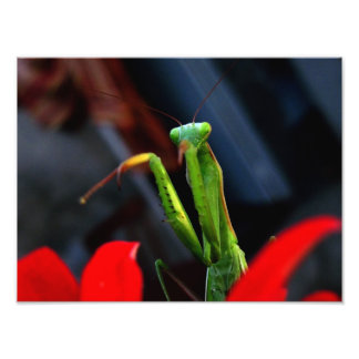 Mantitis Fotodruck