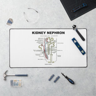 Manuel d'anatomie de Kidney Nephron Grey