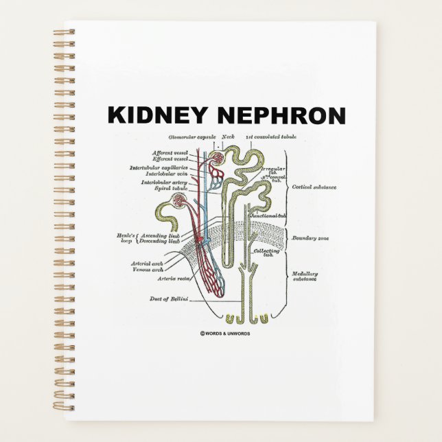 Manuel d'anatomie de Kidney Nephron Grey (Devant)