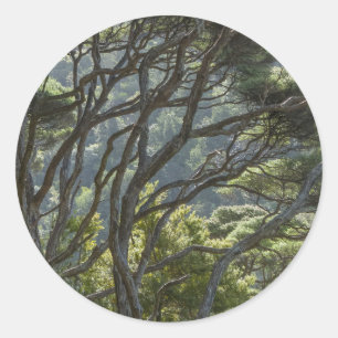 Manuka-Baumwald Neuseeland Runder Aufkleber