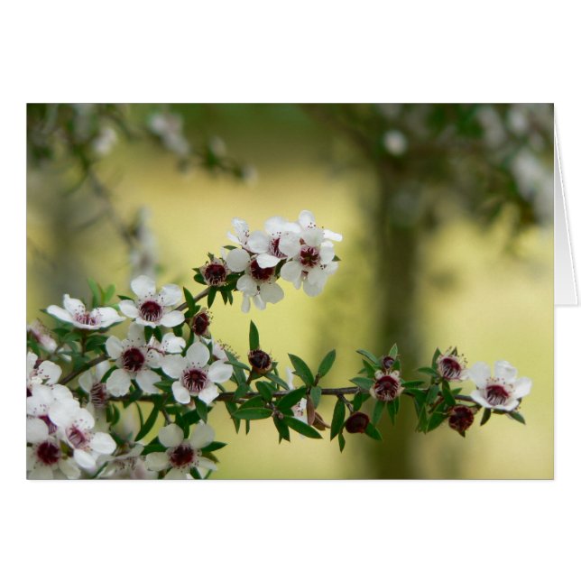 Manuka en fleur (Devant horizontal)