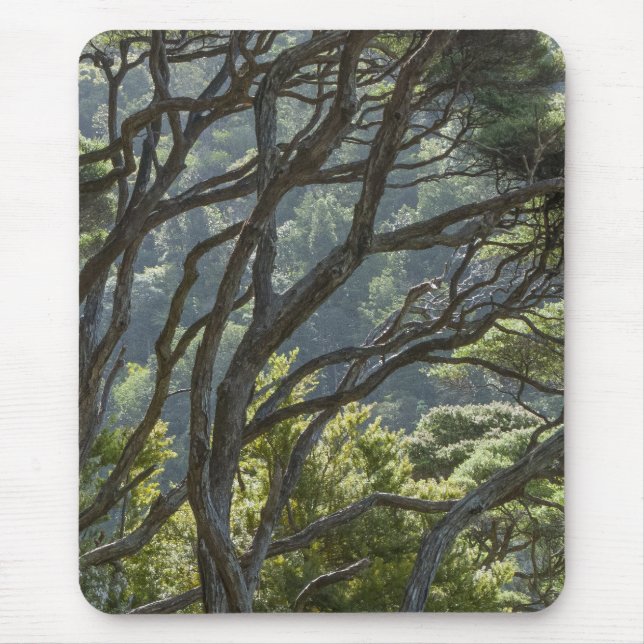Manuka Tree Forest Neuseeland Mousepad (Vorne)