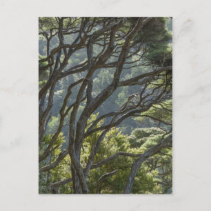 Manuka Tree Forest Neuseeland Postkarte