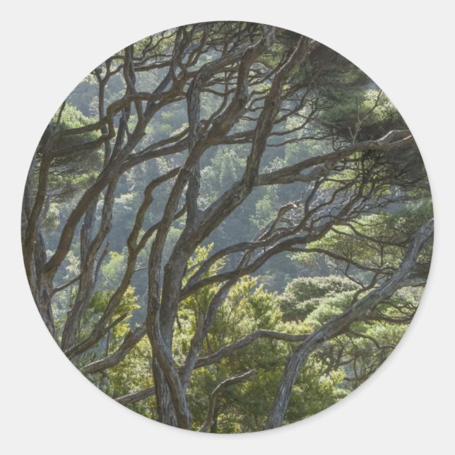 Manuka Tree Forest New Zealand Runder Aufkleber (Vorderseite)