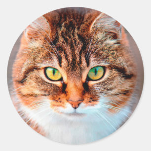 Manx Cat Face Looking Runder Aufkleber