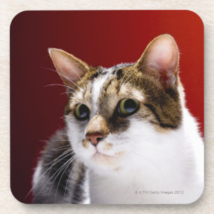 Manx Katze Getränkeuntersetzer