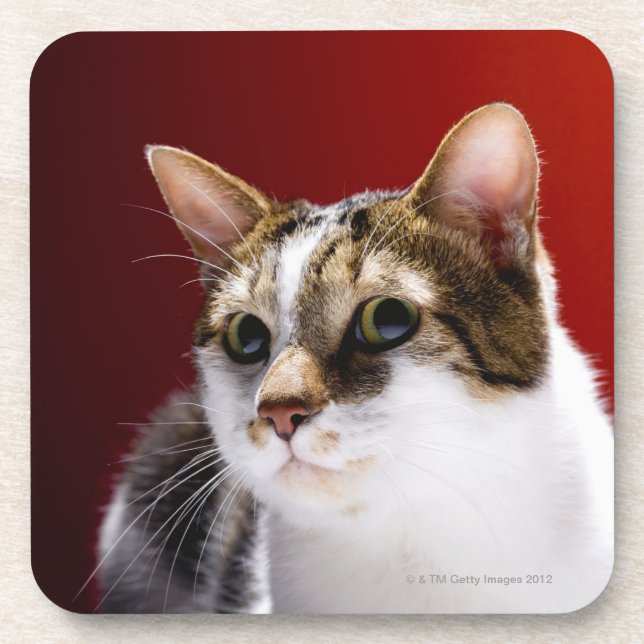 Manx Katze Getränkeuntersetzer (Vorderseite)