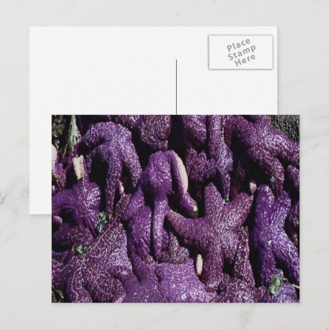 Many Purple Starfish Postcard Postkarte (Vorne/Hinten)
