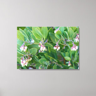 manzanita Blumen wickelten Leinwand ein