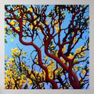 Manzanita im Herbst Poster