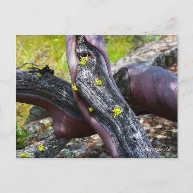Manzanita Postcard Postkarte (Vorderseite)