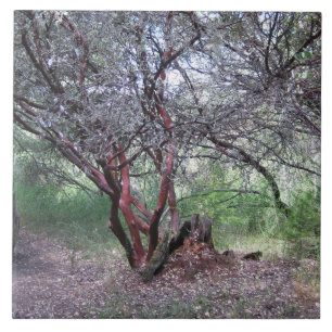 Manzanita Tree Fliese
