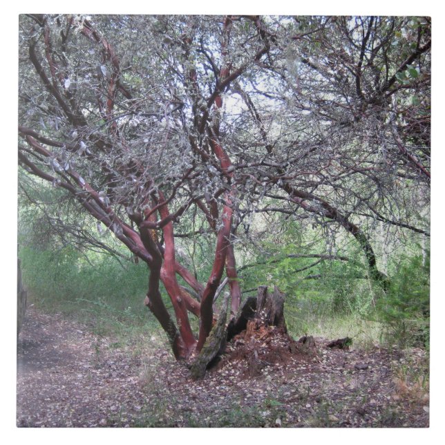 Manzanita Tree Fliese (Vorderseite)