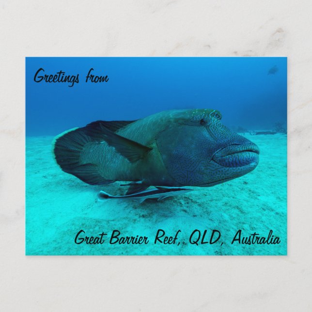 Maori Wrasse auf der Postkarte des Großen Barrier  (Vorderseite)