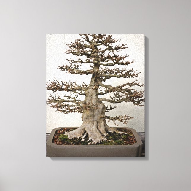 Maple Bonsai Tree Leinwanddruck (Vorderseite)