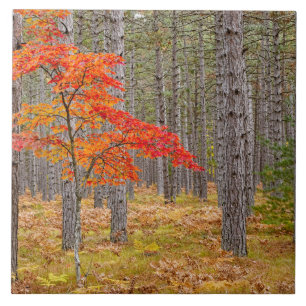 Maple Tree with Autumn Colors Fliese