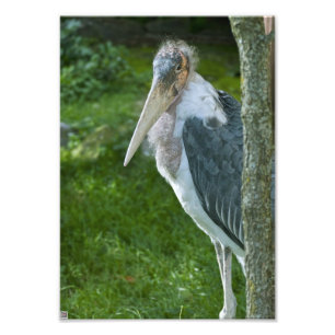 Marabou Fotodruck
