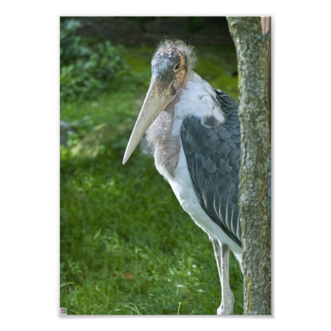 Marabou Fotodruck (Vorne)