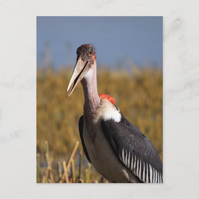 Marabou Postkarte (Vorderseite)